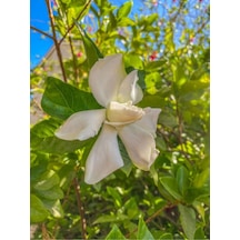 Ithal Muhteşem Kokulu 1 Adet Gardenya Çiçeği 30-45cm Saksılı Gardenia Flower