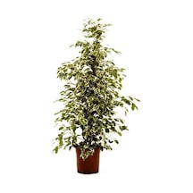 Alaca Yapraklı Benjamin 60 cm
