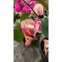 Ebruli Renk Sarmaşık Begonvil Çiçeği 35/50cm Bougainvillea