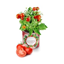 2 Adet Konserve Domates Yetiştirme Kiti Kb002