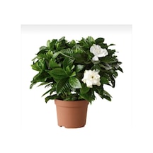 Kokulu Hediyelik 1 Adet Gardenya Çiçeği Saksılı 30-50cm Gardenia Flower