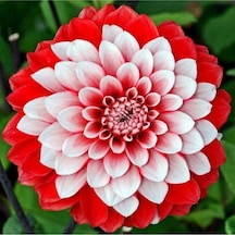 Kırmızı Beyaz Dahlia Yıldız Çiçek Soganı 2 Adet-3629600624