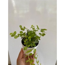 Sarı Kız Altın Kolye Çiçeği 1 Adet 8,5 Saksıda 10-15cm