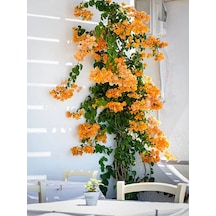 Turuncu Begonvi Gelin Tacı Çiçeği Fidanı 30 60 Cm 1 Adet Saksılı Bougainvillea
