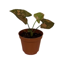 Syngonium Podophyllum 'pink Sp.lash' Melek Kanadı Çiçeği