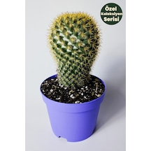 Mammillaria Flavicentra Kaktüs Altın Dikenli Koleksiyonluk Özel Seri 8.5 Cm Saksıda