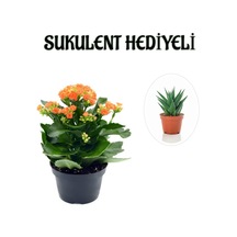 Kadınlar Gününe Özel Turuncu Renk Kalanşo-emel Hanım Çiçeği Sukulent Hediyeli