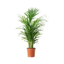 2 Adet Areka Bitkisi -chamador Bitkisi Fidesi 35-45 Cm