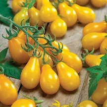 Sarı Ampul Domatesi Yellow Pear Domates Tohumu 15 Tohum