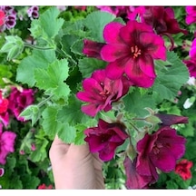 Koyu Bordo Ceylan Gözü Sardunya Çiçeği Fidanı 10-20 Cm