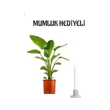 Sevgillier Günü Hediyelik Starliçe Cennet Çiçeği Strelitzia Bitkisi Mumluk Hediyeli