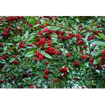 Cotoneaster Salicifolius 5 Adet - Herdem Yeşil Dağ Muşmulası