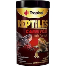 Tropical Reptiles Carnivore Soft Etobur Ve Omnivor Sürüngenler İç