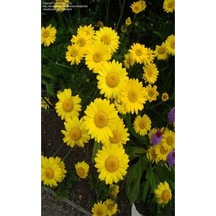 Videolu 1 Adet Sarı Papatya Fidanı Saksılı 35-65cm Yellow Daisy Sapling