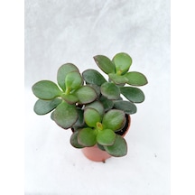 Crassula Ovata Sukulent Para Ağacı Şans Bitkisi 5.5 Cm Saksıda