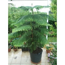 Arakorya Çamı Ağacı Salon Çamı 3 Tohum+Saksı +Toprak+ Tohum