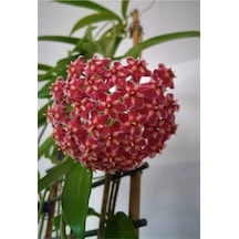 Videolu Kokulu Mum Çiçeği Kırmızı Kokulu 1.kalite 12-25cm Saksıda Hoya Carnosa