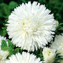 Bellis Perennis Beyaz Ponpon İngiliz Çayır Papatyası Çiçeği Tohum N115063