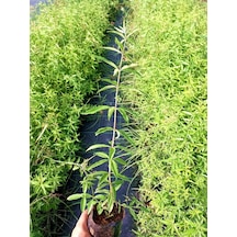 Limon Melisa - Melissa Officinalis 3 Adet