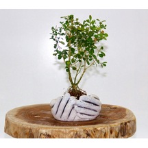 Dekoratif Avuç Saksıda Bonsai Buxus 3 Adet