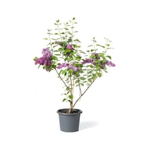 Leylak Çiçeği Fidanı 1 Adet Saksılı / Tüplü 40-60 Cm