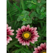 10 Adet Pembe Gazanya Çiçeği Fidanı 25-45 Cm Saksılı Çiçekli Bodur Bitkiler Gazania