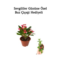Kırmızı Çiçekli Kaktüs Milli Dikenler Tacı Sevgililer Gününe Özel Buz Çiçeği Hediyeli