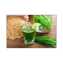 Buğday Çimi 1 Kg Doğal Buğday Çimi Tohumu Tane Buğday Çim Tohumu Ilaçsız Naturel
