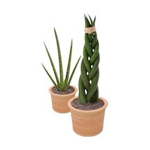 Örgülü Paşa Kılıcı Sansevieria Cylindrica