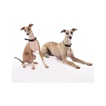 M-pets Kombi 2in1 Köpek Eğitim Tasması Siyah M
