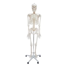 Erkentmed William İnsan İskelet Maketi 180 CM