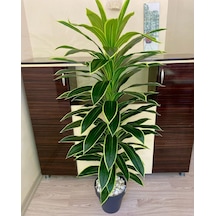 Rüzgar Yapay Çiçekçilik 170 Cm Boyunda Dracaena Ağacı Yeşil