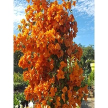 Videolu Mis Kokulu 1adet Turuncu Begonvil Çiçeği Fidanı Saksılı 60-120cm Bougainvillea