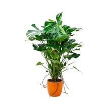 Dolgun Formlu Deve Tabanı Çiçeği 130-150 Cm Yosun Sopalı Monstera Deliciosa