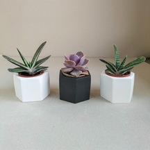 Echeveria & Gasteria 3'lü Sukulent Seti | Siyah & Beyaz Seri