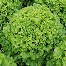 Doğal Şemikler Marul Tohumu 1 Gram 1 Paket