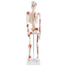 İnsan İskeleti Modeli, Kasları Ve Ligamentleri Gösteren, 85 Cm - İskelet Maketi 01