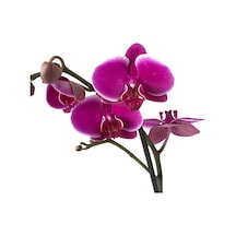 Phalaenopsis Pretoria (Fuşya Orkide) 12 CM 70-80 CM