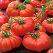 150 Adet Tohum Erkenci Iri Marmande Domates Tohumu Domates Tohumu Organik Saksı Toprak