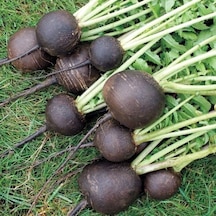 Doğal Black Prince Turp Tohumu 30 Tohum 1 Paket