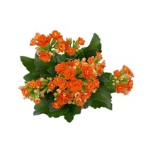 Kalanchoe Fidanı Kalanşo Turuncu 10-20 Cm