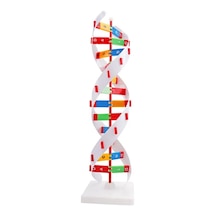Dna Yapısı Modeli Çift Sarmal Eğitim İçin Montajlı