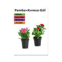 2'li Set Pembe+ Kırmızı Gül Fidanı Saksılı Dış Mekan Bitkileri