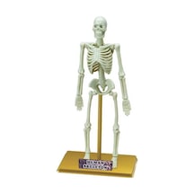 Mey İthalat Bilim Seti : İnsan İskeleti