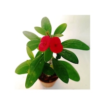 Euphorbia Milii, Dikenler Tacı, Kırmızı Çiçek Açan Sukulent 5,5 Cmm Saksıda
