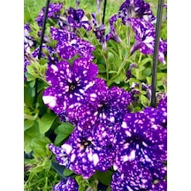 Videolu Mavi Çilli Petunya 10 30 Cm 1 Adet Saksılı/ Tüplü Çiçekli Bodur Bitki Petunia