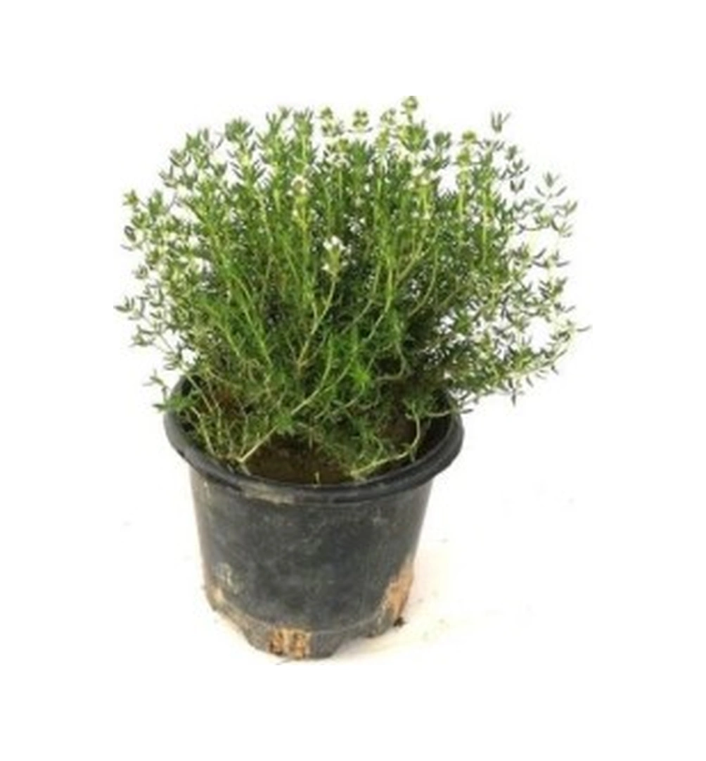 Saksılı Kekik Fidanı Potted Thyme Sapling 10-20 Cm