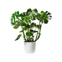 Dolgun Formlu Monstera Deve Tabanı 50-60 Cm Ithal