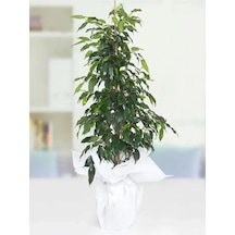 Nura Botanik Benjamin Bitkisi 100 120 Cm Ficus Benjamina Danielle Salon Ev Ofis Bitkisi