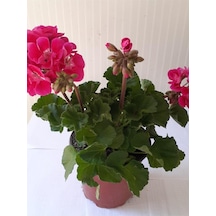 1 Adet Sardunya Çiçeği + 1 Adet Ceylan Gözü Fidanı 10-20 Cm